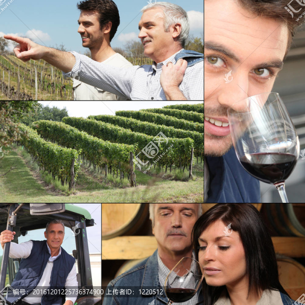 拼貼的葡萄酒；葡萄酒和葡萄園