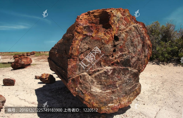 化石樹石化森林