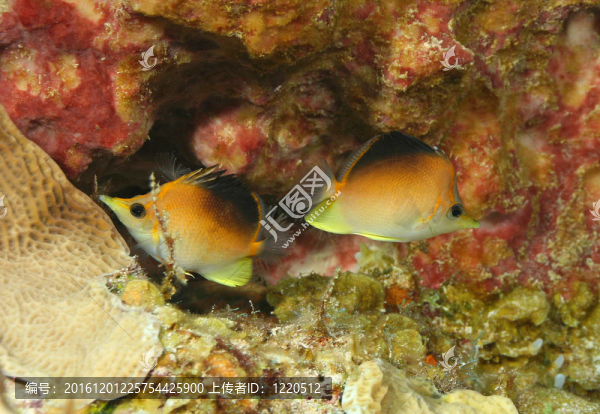 對(duì)長(zhǎng)吻蝴蝶魚對(duì)