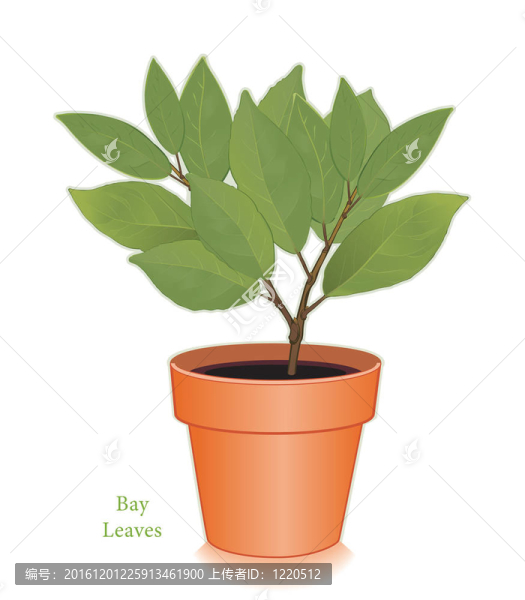 Clay,Flowerpot灣葉草