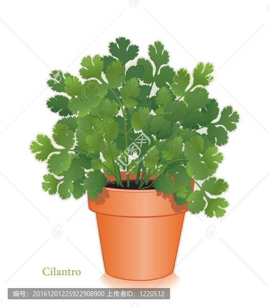 芫荽葉草Clay,Flowerpot