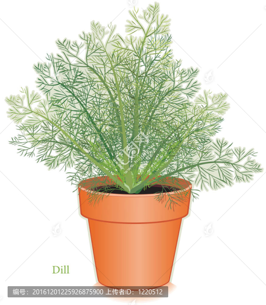 蒔蘿草Clay,Flowerpot