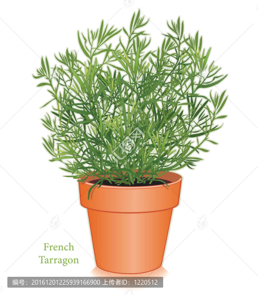 在Flowerpot，法國龍蒿草