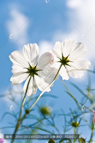五顏六色的花朵
