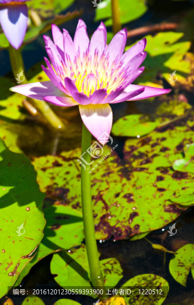 在熱帶的蓮花