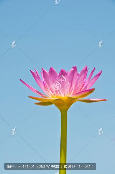 在熱帶的蓮花