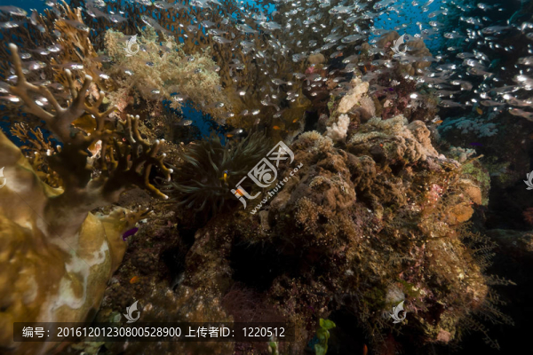 紅海中的玻璃魚和珊瑚。