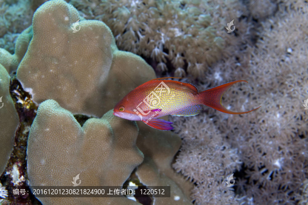 lyretail小魚在紅海。
