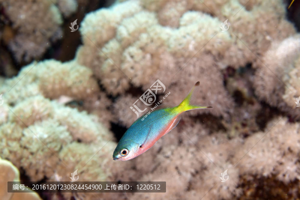 天香燧幼鳥。（pterocaesio麻翅虻屬）在紅海。