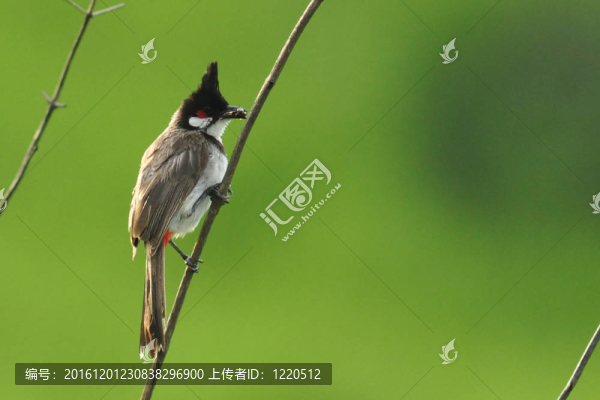 紅耳鵯性質
