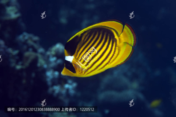 Raccoon,butterflyfish（Chaetodon,fasciatus）
