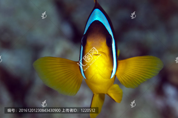 小丑魚（公子bicinctus）