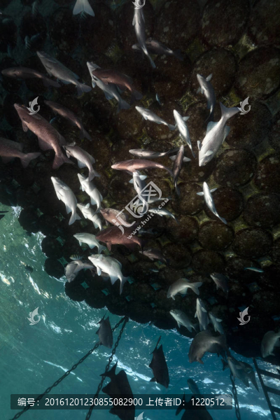 浮碼頭和魚在紅海。