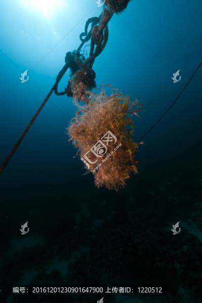 紅海的系泊繩和魚。