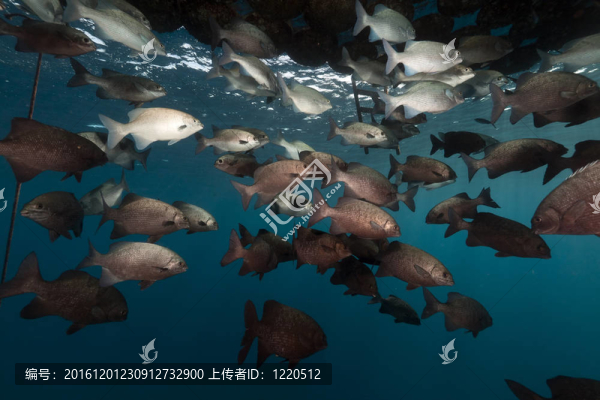 浮碼頭和魚在紅海。