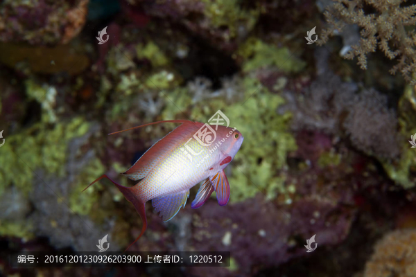 lyretail小魚在紅海。