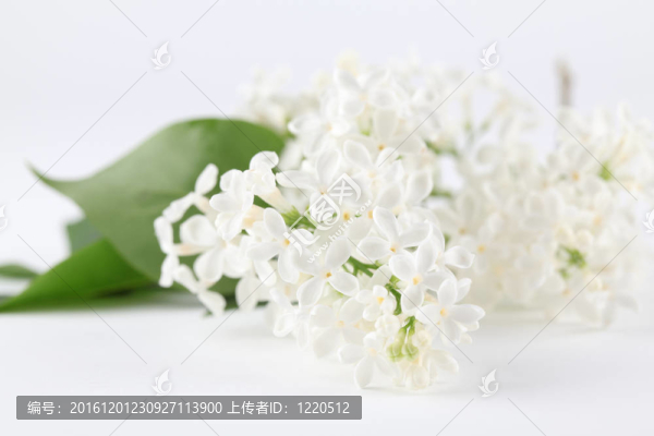 白丁香