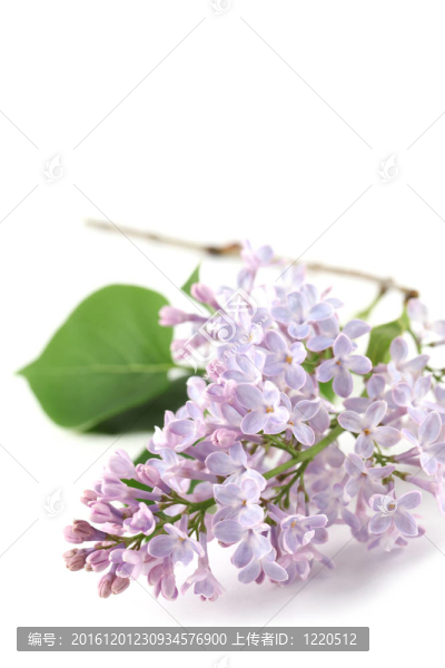 藍(lán)紫色的丁香花