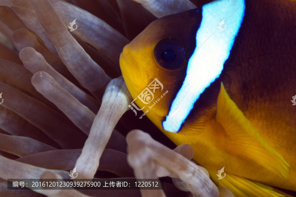 小丑魚（公子bicinctus）