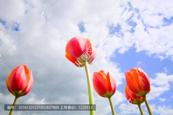 浪漫的郁金香在天空中生長