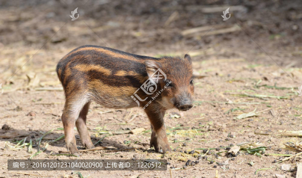 寶貝wildboar