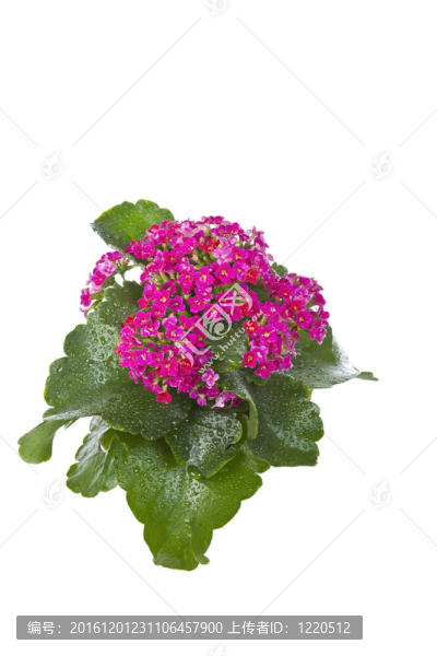 美麗的小紅花在季節(jié)盛開