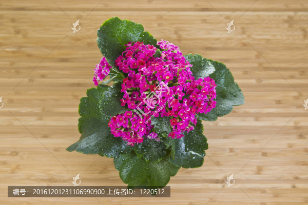 微小的紅色花的俯視圖