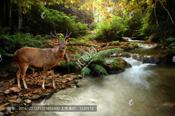 水鹿
