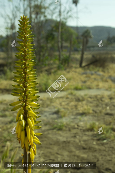 蘆薈的花