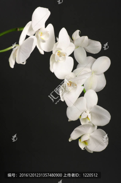 蘭花分會