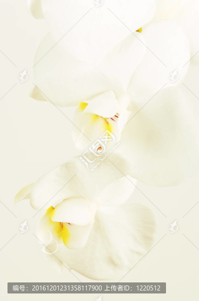 蘭花特寫