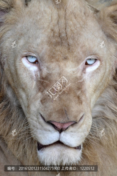 雄性白獅