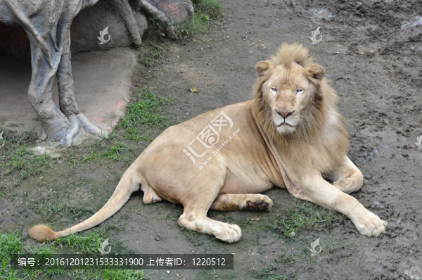 雄性白獅