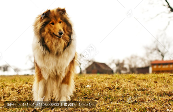 牧羊犬