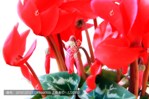仙客來