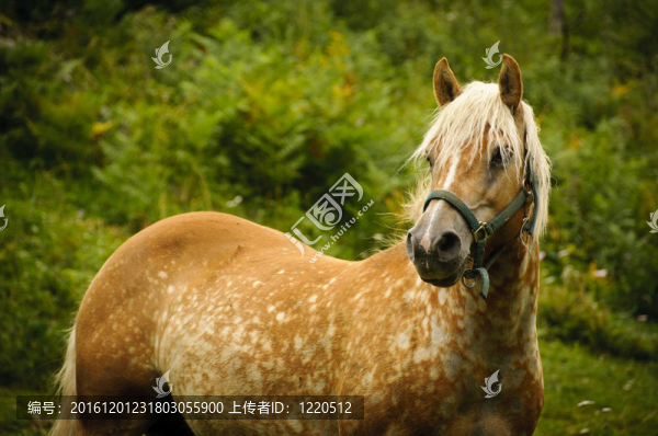 牧場的棕色馬