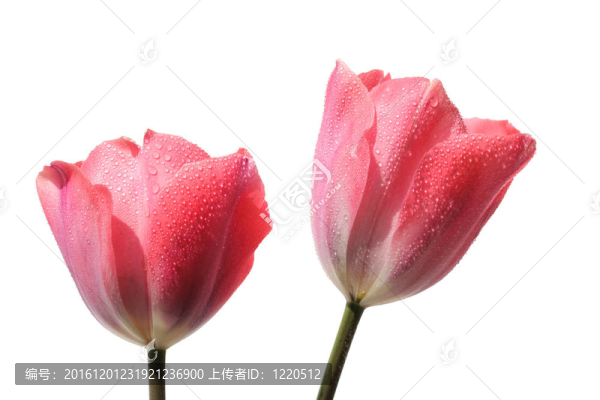 兩個(gè)春天的郁金香花