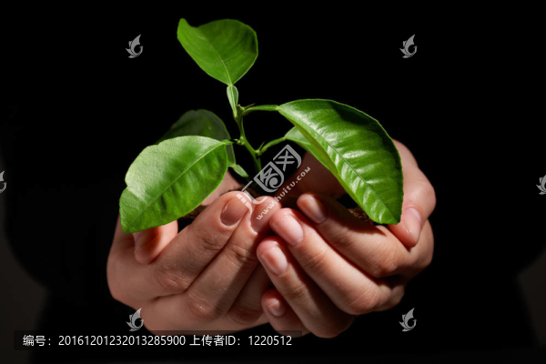 生長