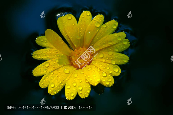 帶水滴的黃色花