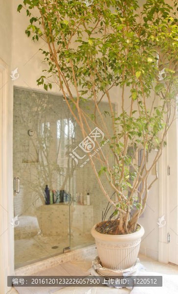 浴室在室內(nèi)種植的樹