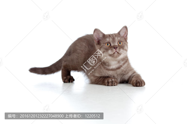 幼貓純種條紋英國隔離