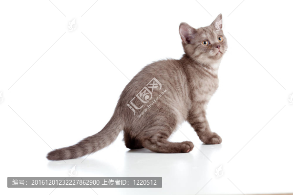 幼貓純種條紋英國隔離