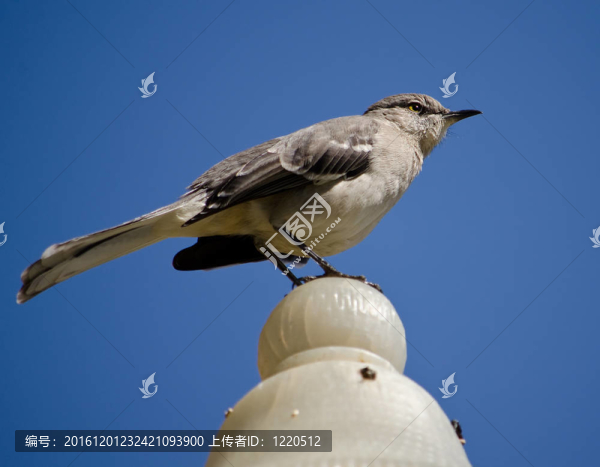 東菲比鳥