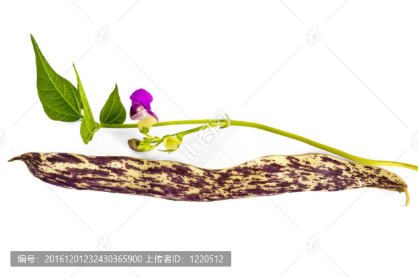 花斑駁的紫色莢豆