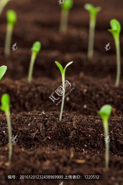綠苗-匯圖網(wǎng) www.fosd68.com 綠苗