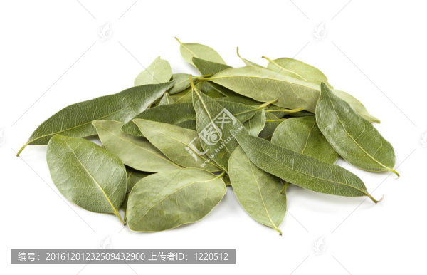 月桂樹葉