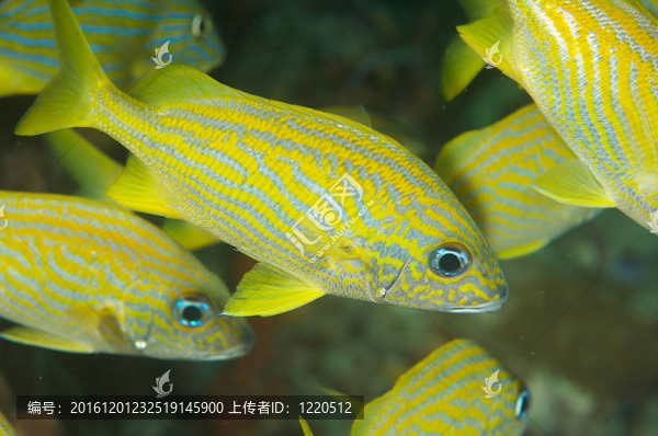 靠近一個(gè)法國(guó)的咕嚕魚
