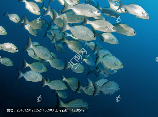 一個(gè)學(xué)校的百慕大群島鰱魚在海洋里游泳。