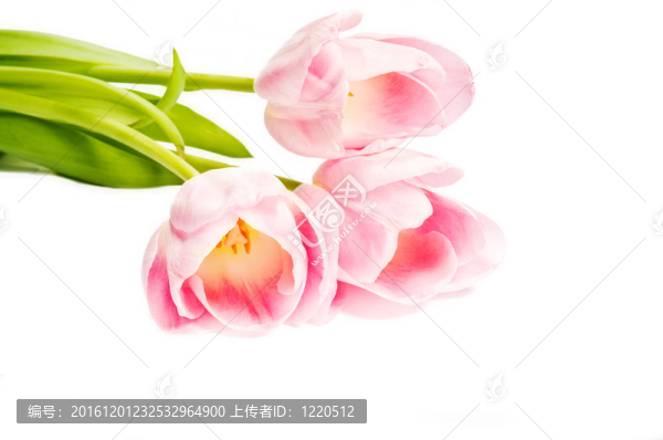 粉紅色的郁金香