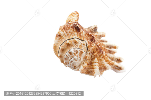 殼